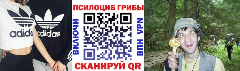 Псилоцибиновые грибы Cubensis  Щёлково 